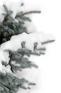 雪落在一棵蓝云杉的树枝上
