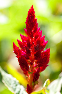 红色热带花