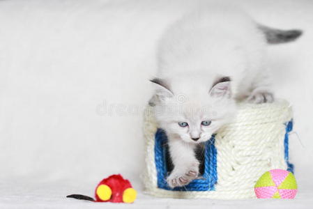 西伯利亚小猫，涅瓦化装版，小狗