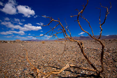 死亡谷国家公园加州干树枝