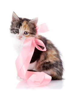 粉色带子的多猫坐着