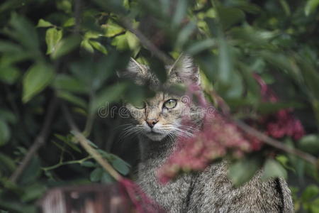 野生动物园里的野猫图片