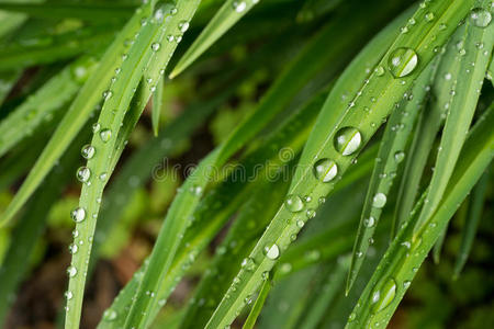 雨滴宏