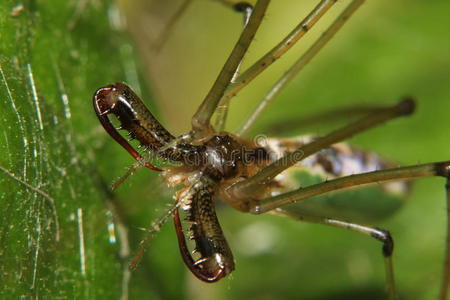 蛸绿长嘴蜘蛛(四颚)摄影图