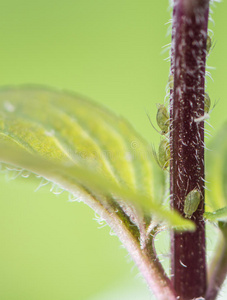 植物上的蚜虫