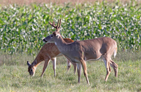公鹿和母鹿白尾鹿照片