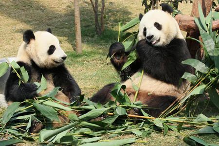 家庭的熊猫图片