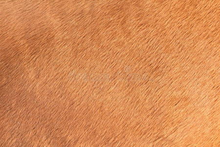 毛马马毛的棕色质地照片