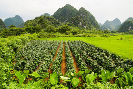 农业与美丽的喀斯特山脉