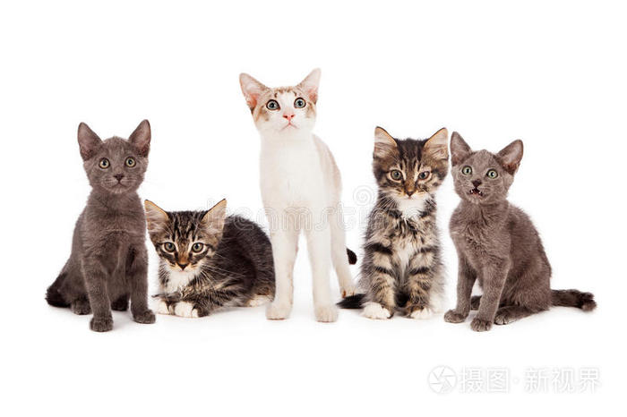 一群五只小猫