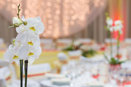 宴会桌上的兰花