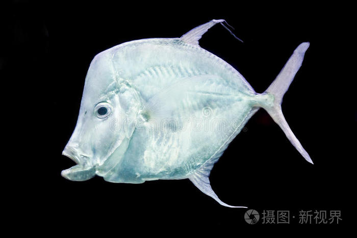 银色月光鱼