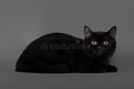 灰色背景的英国小黑猫