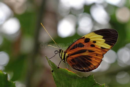 林中白棕蝶