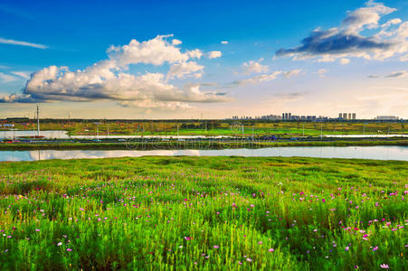 刚刚开放的格桑花图片