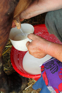 挤奶的女工图片