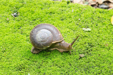 苔藓田螺