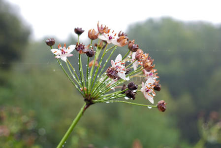 杂草上的雨滴