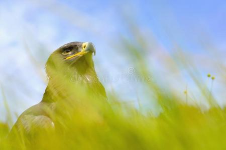 坐在田野里的草原鹰图片