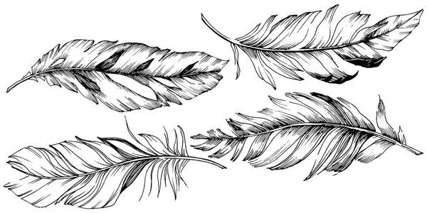 载体鸟羽毛从翼被隔绝。独立的插图元素。背景纹理包装图案框架或边框的矢量羽毛