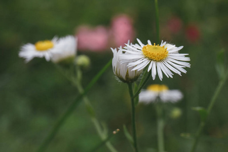 花园里的白菊花花。美丽的自然风光, 夏日的背景。院子里的一朵春花