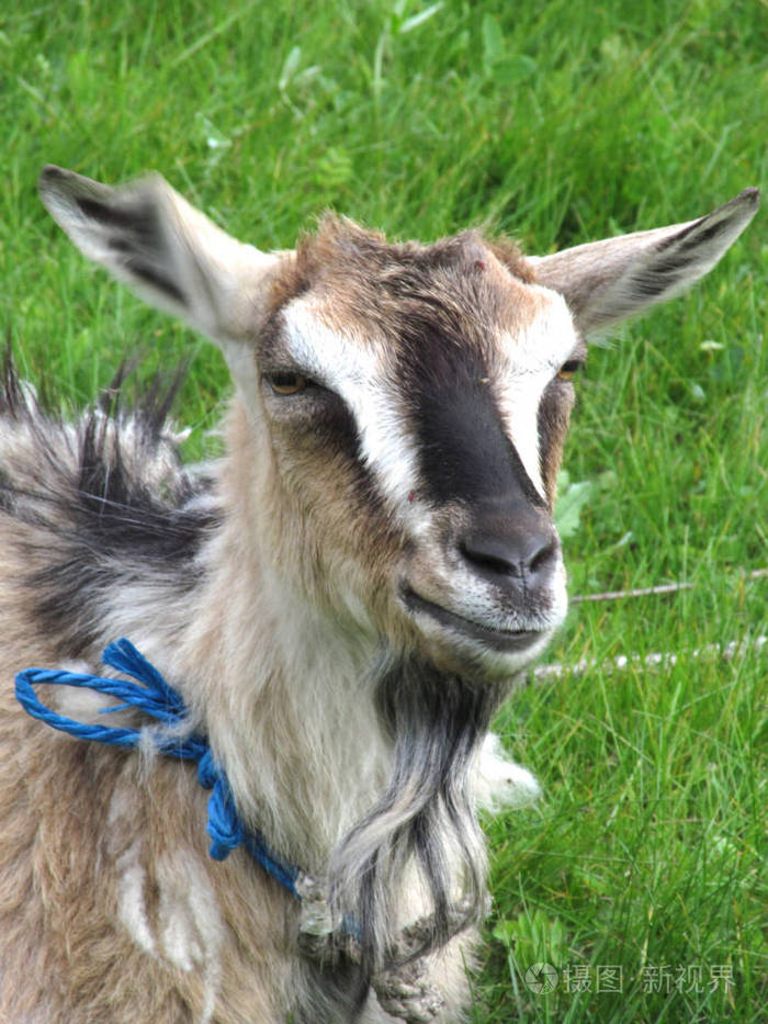 一只成年山羊, 胡子擦伤在绿色的草地上.