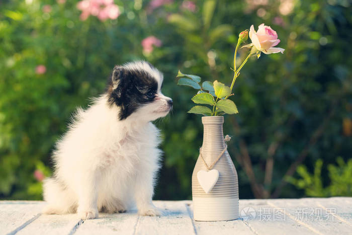 小狗在嗅一朵花