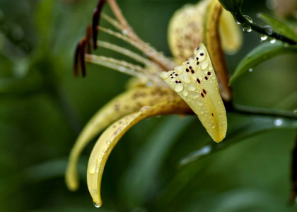 花瓣上有雨滴的黄虎百合