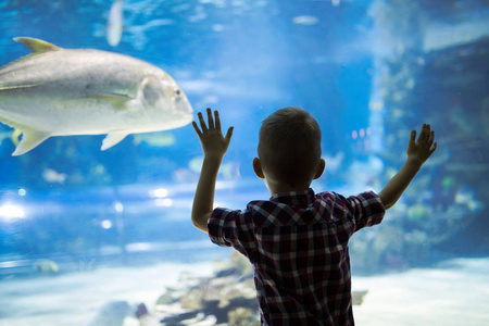 可爱的小男孩在水族馆看鱼