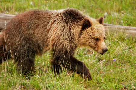 黄石国家公园，怀俄明州年轻灰熊