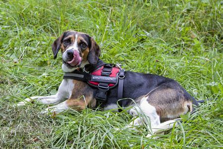 一只 Tricolore 猎犬使自己在绿色的草地上感到舒适。