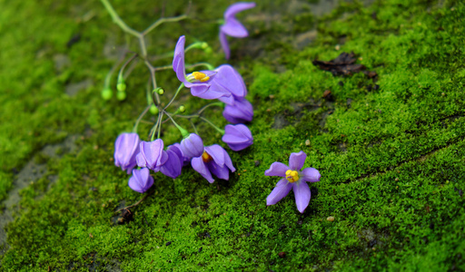 自然背景，紫罗兰色，紫色的花瓣