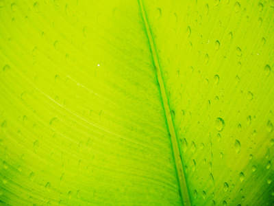 明亮的绿色叶片质地与背景的雨滴