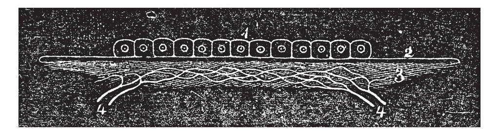 这张图代表浆液和黏膜, 复古线绘画或雕刻插图