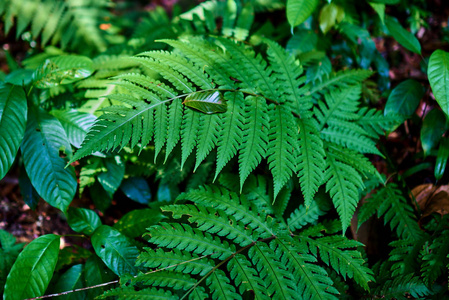 阳光下叶子图片