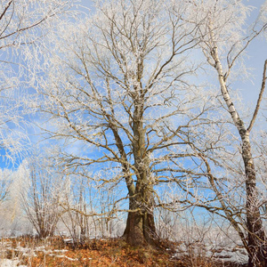 橡树上覆盖着雪和俄罗斯冬季农村雾凇