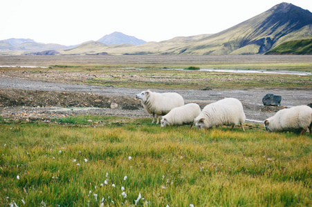 羊在 Landmannalaugar 的田野上