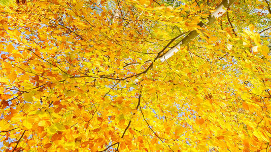 黄色樱桃树在秋天的公园