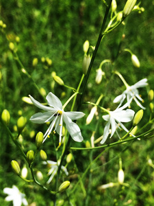 草百合花