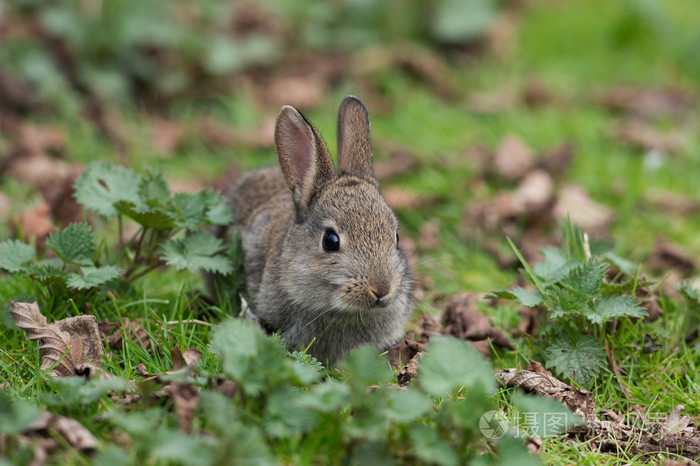 野生常见兔毛兔