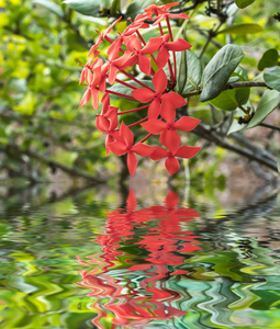 水中倒影与花