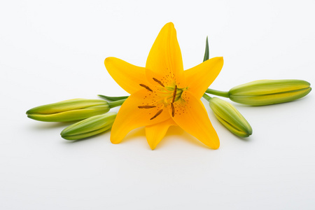 一个白色的背景上有芽百合花卉图片