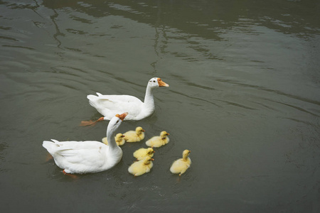 两只白鹅和小黄可爱的鹅在池塘里游泳的家庭照片