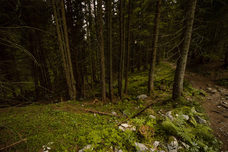 美丽的绿色森林在奥地利阿尔卑斯