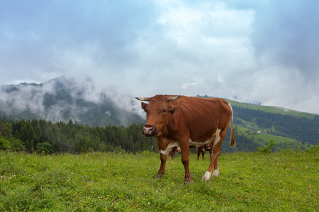 在山景观的雄伟日落。奶牛放牧在美丽的山脉，乌克兰