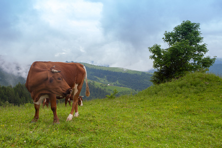 在山景观的雄伟日落。奶牛放牧在美丽的山脉，乌克兰