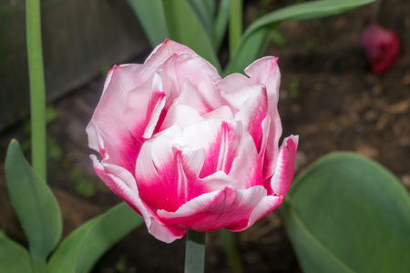 小花花图片