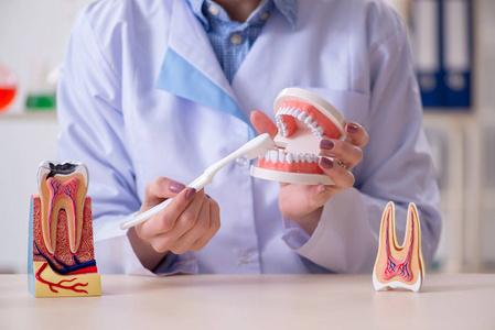 女牙医在牙齿模型上练习工作图片