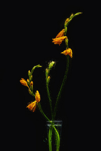 黑色透明花瓶中的湿橙百合花