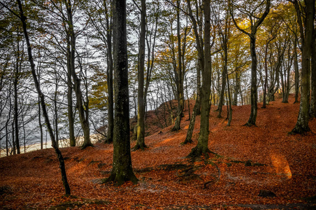 秋天的悬崖上美丽的森林景色。地面上的红色橙色叶子和太阳光泄漏